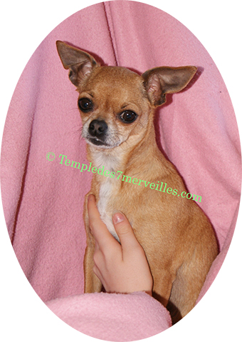 Dolly bird des Petits Azteques