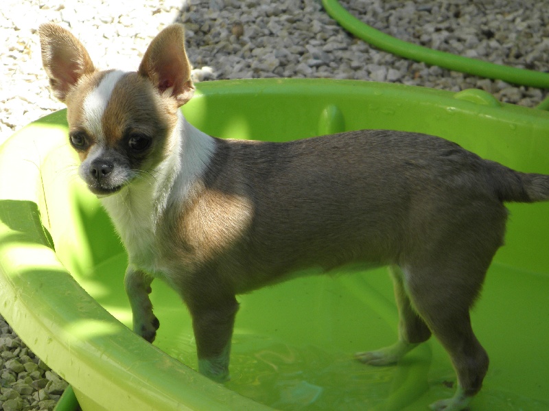 Gwen des Petits Azteques