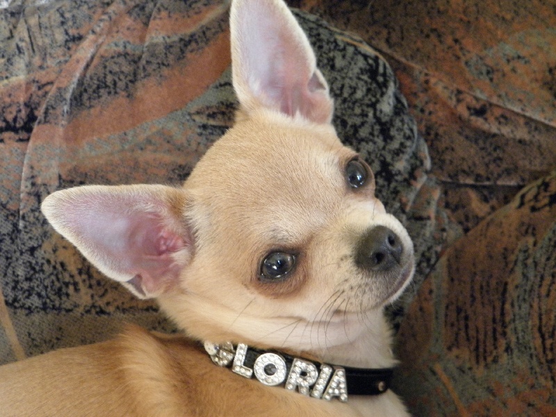 Gloria des Petits Azteques