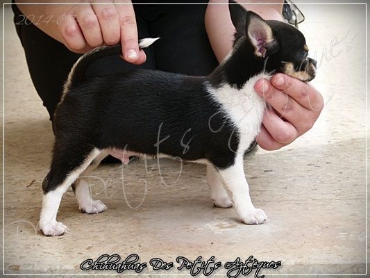 des Petits Azteques - Chihuahua - Portée née le 07/05/2014