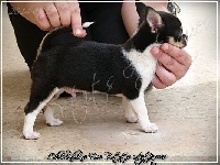Jewel black